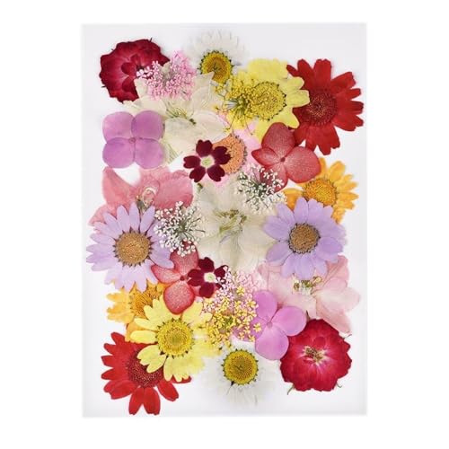 GAOJUDAF 1 Set DIY Echte gepresste Blume mit Blättern, getrocknete Blumen for Scrapbooking, gepresste Blumen Gras for Harz(Pink) von GAOJUDAF