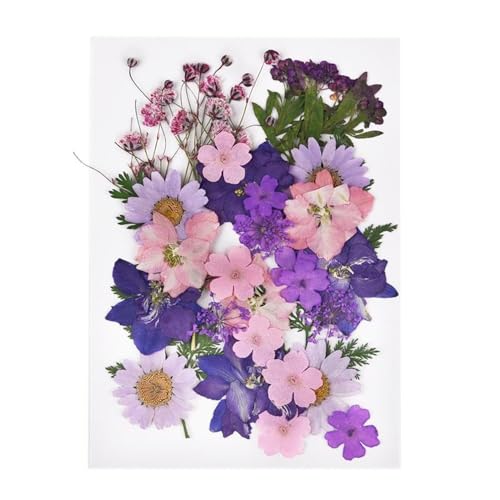 GAOJUDAF 1 Set DIY Echte gepresste Blume mit Blättern, getrocknete Blumen for Scrapbooking, gepresste Blumen Gras for Harz(Purple) von GAOJUDAF