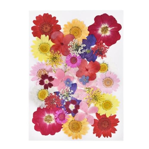 GAOJUDAF 1 Set DIY Echte gepresste Blume mit Blättern, getrocknete Blumen for Scrapbooking, gepresste Blumen Gras for Harz(Red) von GAOJUDAF