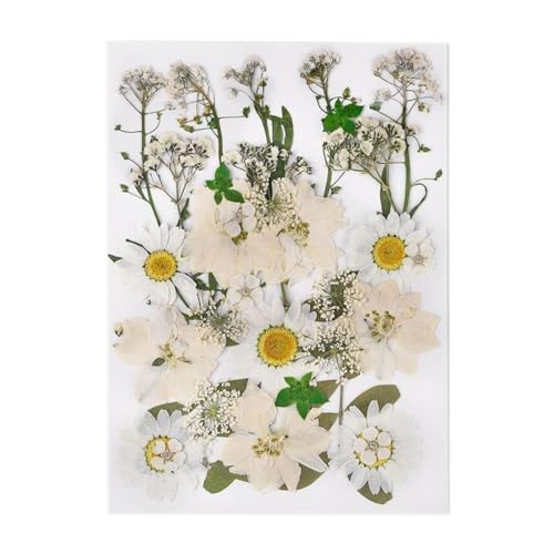 GAOJUDAF 1 Set DIY Echte gepresste Blume mit Blättern, getrocknete Blumen for Scrapbooking, gepresste Blumen Gras for Harz(White) von GAOJUDAF