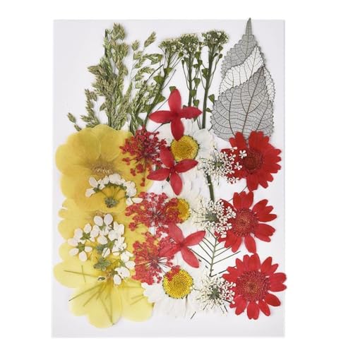 GAOJUDAF 1 Set DIY Echte gepresste Blume mit Blättern, getrocknete Blumen for Scrapbooking, gepresste Blumen Gras for Harz(Yellow) von GAOJUDAF
