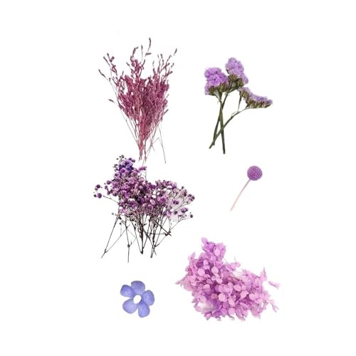 GAOJUDAF 1 Set echte getrocknete Blumen for Kerzen, Dekoblumen for Bilderrahmen aus Kunstharz, Mini-Pressblumen for Selbermachen(Purple) von GAOJUDAF