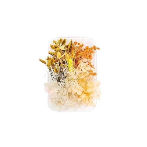 GAOJUDAF 1 Set echte getrocknete Blumen for Kerzen, Dekoblumen for Bilderrahmen aus Kunstharz, Mini-Pressblumen for Selbermachen(Yellow) von GAOJUDAF