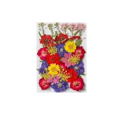 GAOJUDAF 1 Stück Gepresste echte Blumen Set zur Kerzenherstellung, Getrocknete gepresste Blumen for Kunsthandwerk, Getrocknete Blumen for Harz(Dark Purple) von GAOJUDAF