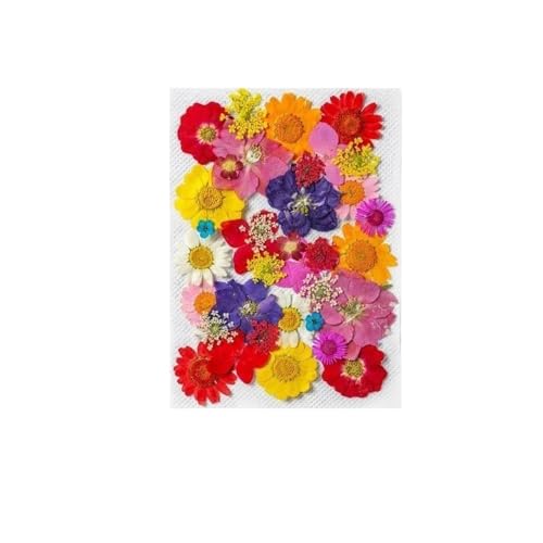 GAOJUDAF 1 Stück Gepresste echte Blumen Set zur Kerzenherstellung, Getrocknete gepresste Blumen for Kunsthandwerk, Getrocknete Blumen for Harz(Deep Purple) von GAOJUDAF