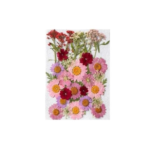 GAOJUDAF 1 Stück Gepresste echte Blumen Set zur Kerzenherstellung, Getrocknete gepresste Blumen for Kunsthandwerk, Getrocknete Blumen for Harz(Pink) von GAOJUDAF