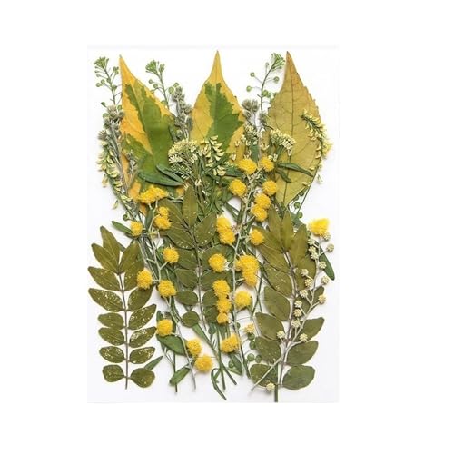GAOJUDAF 1 Stück getrocknete gepresste Pflanzenblätter, grüne Blätter, Blumenmaterial for Heimwerkerbedarf, Trockenblatt-Set for Scrapbooking(Yellow) von GAOJUDAF