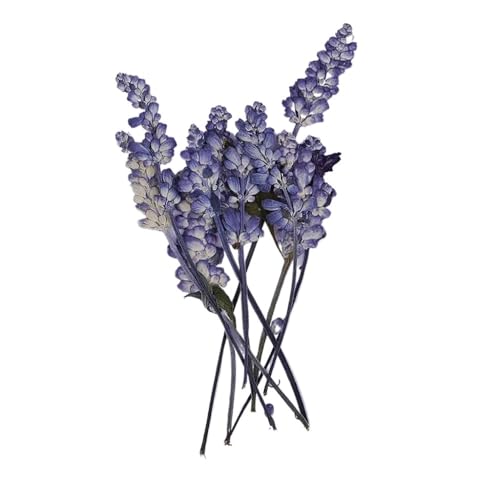 GAOJUDAF 10 Stück lila getrocknete Blumen, gepresste Salbeiblüten for Kunsthandwerk, Scrapbooking, gepresste getrocknete Pflanzen zur Dekoration GAOJUDAF 10 Stück lila getrocknete Blumen, gepresste Salbeiblüten for Kunsthandwerk, Scrapbooking, gepresste getrocknete Pflanzen zur Dekoration von GAOJUDAF