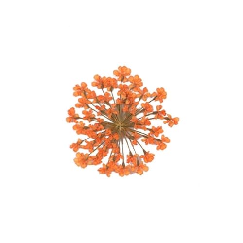GAOJUDAF 100 Stück getrocknete rosa kleine Blumen, gepresste getrocknete Miniblumen, Epoxidharz Schmuckherstellung Blume(Orange) von GAOJUDAF