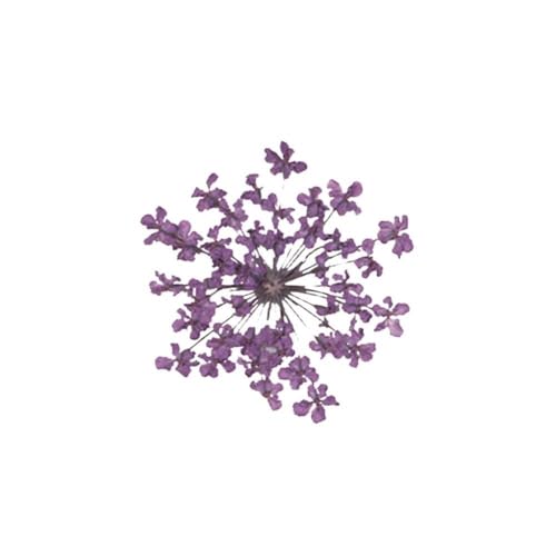 GAOJUDAF 100 Stück getrocknete rosa kleine Blumen, gepresste getrocknete Miniblumen, Epoxidharz Schmuckherstellung Blume(Purple) von GAOJUDAF