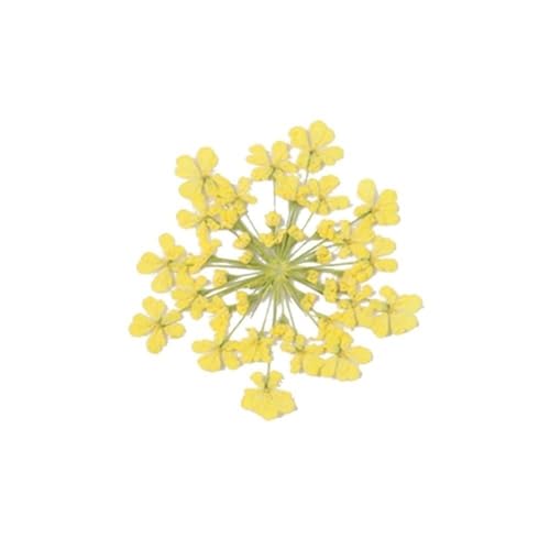 GAOJUDAF 100 Stück getrocknete rosa kleine Blumen, gepresste getrocknete Miniblumen, Epoxidharz Schmuckherstellung Blume(Yellow) von GAOJUDAF