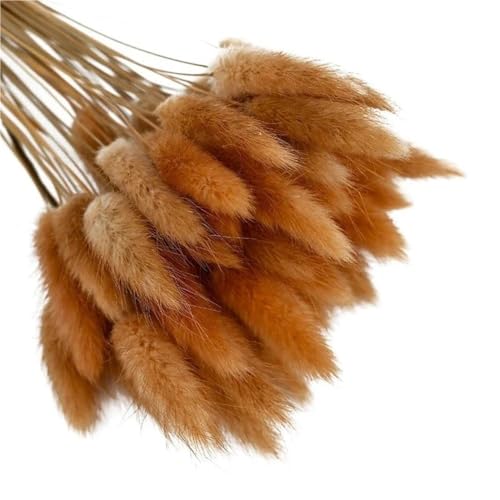 GAOJUDAF 50 Stück Premium-Dekorpflanzen mit Hasenschwanz, getrocknete Blumen, Hasenschwanzgras, unsterbliche getrocknete Blumensträuße for Partys(Coffee) von GAOJUDAF