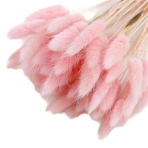 GAOJUDAF 50 Stück Premium-Dekorpflanzen mit Hasenschwanz, getrocknete Blumen, Hasenschwanzgras, unsterbliche getrocknete Blumensträuße for Partys(Pink) von GAOJUDAF