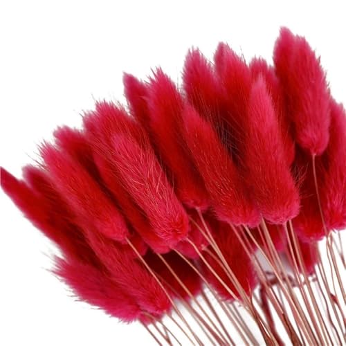 GAOJUDAF 50 Stück Premium-Dekorpflanzen mit Hasenschwanz, getrocknete Blumen, Hasenschwanzgras, unsterbliche getrocknete Blumensträuße for Partys(Red) von GAOJUDAF
