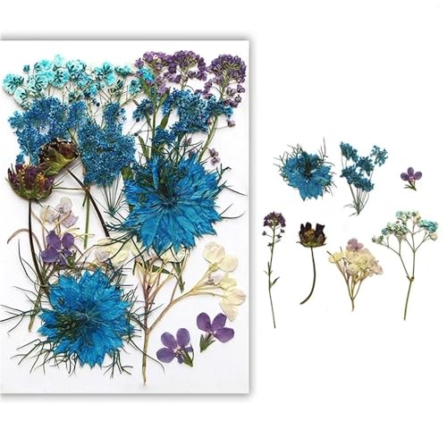 GAOJUDAF Gepresstes Blumenset for lustiges Heimwerken, Set mit geprägten Trockenblumen, luftgetrocknete ewige Trockenblume for mit Harz gefüllte(Blue) von GAOJUDAF