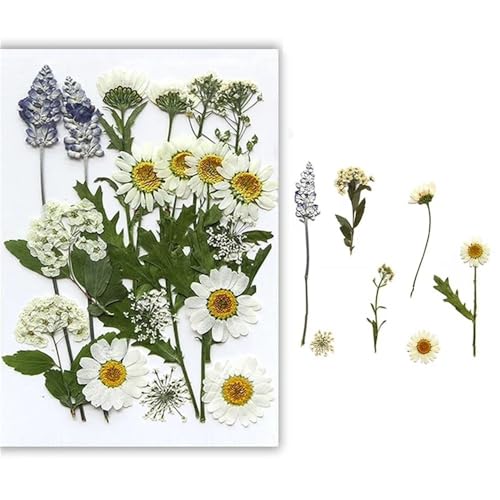 GAOJUDAF Gepresstes Blumenset for lustiges Heimwerken, Set mit geprägten Trockenblumen, luftgetrocknete ewige Trockenblume for mit Harz gefüllte(Green) von GAOJUDAF