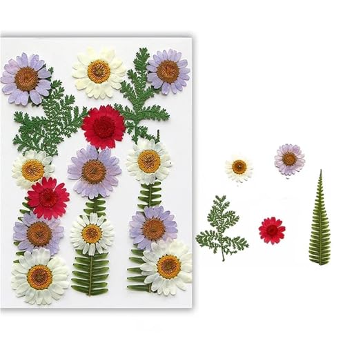 GAOJUDAF Gepresstes Blumenset for lustiges Heimwerken, Set mit geprägten Trockenblumen, luftgetrocknete ewige Trockenblume for mit Harz gefüllte(Light Green) von GAOJUDAF