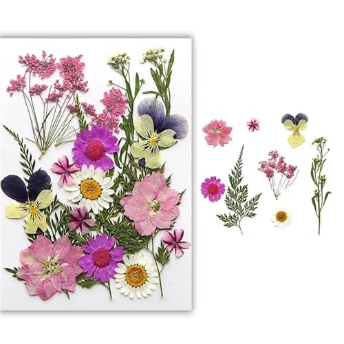 GAOJUDAF Gepresstes Blumenset for lustiges Heimwerken, Set mit geprägten Trockenblumen, luftgetrocknete ewige Trockenblume for mit Harz gefüllte(Light pink) von GAOJUDAF