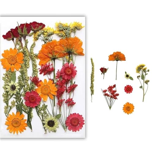 GAOJUDAF Gepresstes Blumenset for lustiges Heimwerken, Set mit geprägten Trockenblumen, luftgetrocknete ewige Trockenblume for mit Harz gefüllte(Orange) von GAOJUDAF