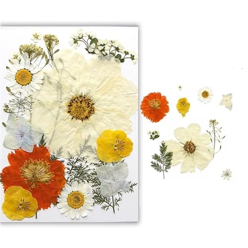 GAOJUDAF Gepresstes Blumenset for lustiges Heimwerken, Set mit geprägten Trockenblumen, luftgetrocknete ewige Trockenblume for mit Harz gefüllte(White) von GAOJUDAF