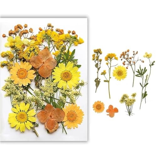 GAOJUDAF Gepresstes Blumenset for lustiges Heimwerken, Set mit geprägten Trockenblumen, luftgetrocknete ewige Trockenblume for mit Harz gefüllte(Yellow) von GAOJUDAF