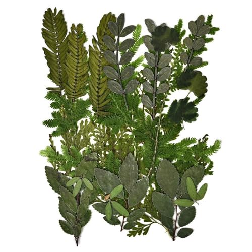 GAOJUDAF Getrocknete Blumen Set, Epoxidharzfüllung, DIY Nail Art gepresste Blume, gepresstes Wassergrasmaterial, Heimdekor(Dark Green) von GAOJUDAF
