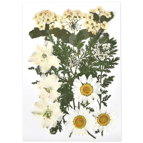 GAOJUDAF Getrocknete Blumen Set, Epoxidharzfüllung, DIY Nail Art gepresste Blume, gepresstes Wassergrasmaterial, Heimdekor(Light Green) von GAOJUDAF