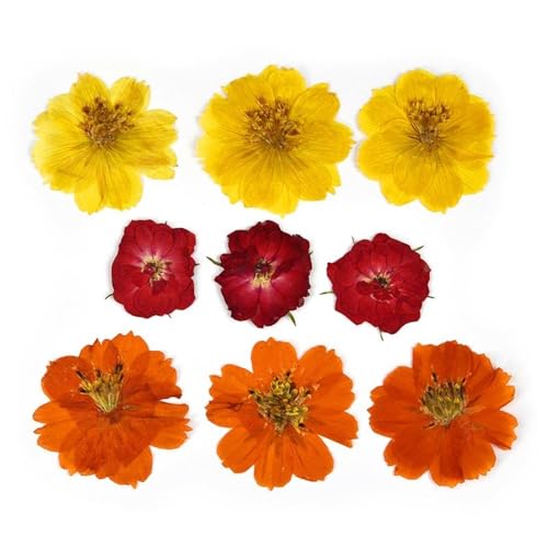 GAOJUDAF Getrocknete Blumen Set, Epoxidharzfüllung, DIY Nail Art gepresste Blume, gepresstes Wassergrasmaterial, Heimdekor(Orange) von GAOJUDAF