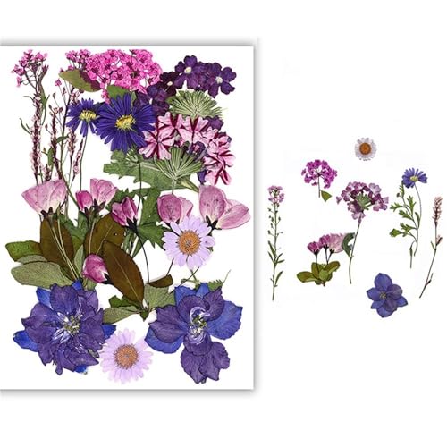 GAOJUDAF Getrocknetes gepresstes Blumenset for Kunsthandwerk, DIY handgemachte Kerze, echte trockene Blütenblätter, echtes Blumenpflanzenexemplar(Deep Purple) von GAOJUDAF