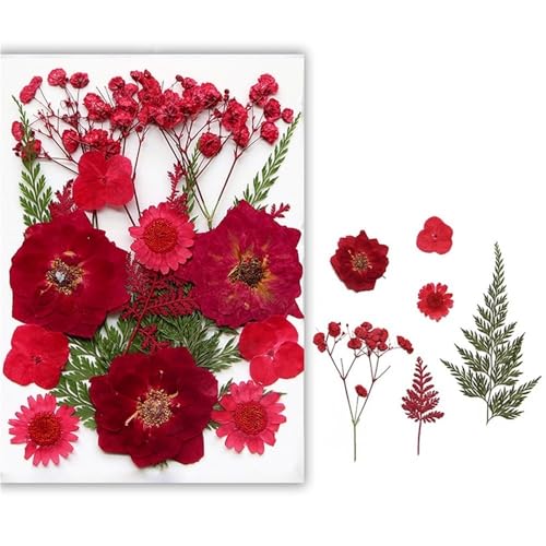 GAOJUDAF Getrocknetes gepresstes Blumenset for Kunsthandwerk, DIY handgemachte Kerze, echte trockene Blütenblätter, echtes Blumenpflanzenexemplar(Red) von GAOJUDAF
