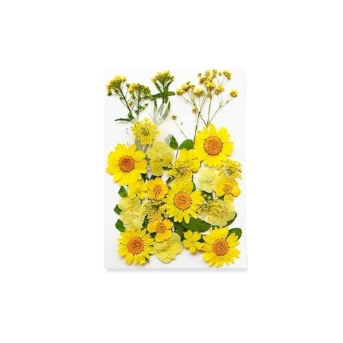 GAOJUDAF Kleines Deko-Set mit getrockneten Blumen, echte getrocknete Blumen for selbstgemachte Lesezeichen, gepresste Blumen for die Kerzenherstellung(Bright Yellow) von GAOJUDAF