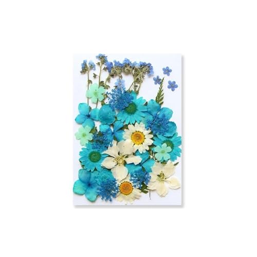 GAOJUDAF Kleines Deko-Set mit getrockneten Blumen, echte getrocknete Blumen for selbstgemachte Lesezeichen, gepresste Blumen for die Kerzenherstellung(Lake Blue) von GAOJUDAF