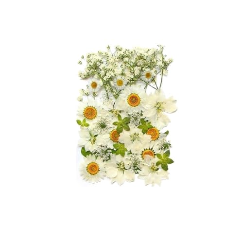 GAOJUDAF Kleines Deko-Set mit getrockneten Blumen, echte getrocknete Blumen for selbstgemachte Lesezeichen, gepresste Blumen for die Kerzenherstellung(Light Green) von GAOJUDAF