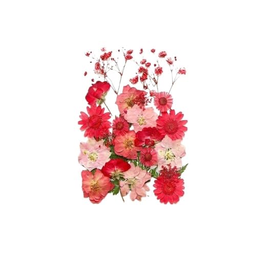 GAOJUDAF Kleines Deko-Set mit getrockneten Blumen, echte getrocknete Blumen for selbstgemachte Lesezeichen, gepresste Blumen for die Kerzenherstellung(Peach red) von GAOJUDAF