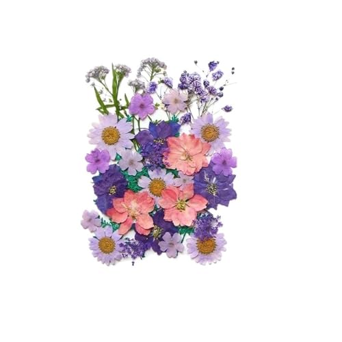 GAOJUDAF Kleines Deko-Set mit getrockneten Blumen, echte getrocknete Blumen for selbstgemachte Lesezeichen, gepresste Blumen for die Kerzenherstellung(Purple) von GAOJUDAF