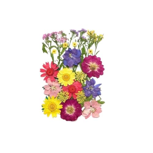 GAOJUDAF Kleines Deko-Set mit getrockneten Blumen, echte getrocknete Blumen for selbstgemachte Lesezeichen, gepresste Blumen for die Kerzenherstellung(Red) von GAOJUDAF
