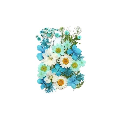 GAOJUDAF Kleines Deko-Set mit getrockneten Blumen, echte getrocknete Blumen for selbstgemachte Lesezeichen, gepresste Blumen for die Kerzenherstellung(Sky Blue) von GAOJUDAF