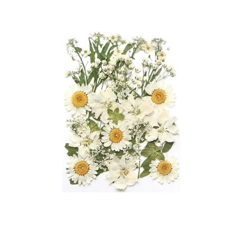 GAOJUDAF Kleines Deko-Set mit getrockneten Blumen, echte getrocknete Blumen for selbstgemachte Lesezeichen, gepresste Blumen for die Kerzenherstellung(White) von GAOJUDAF