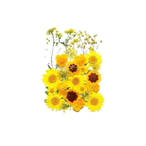 GAOJUDAF Kleines Deko-Set mit getrockneten Blumen, echte getrocknete Blumen for selbstgemachte Lesezeichen, gepresste Blumen for die Kerzenherstellung(Yellow) von GAOJUDAF