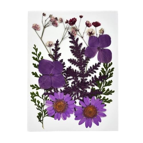 GAOJUDAF Trockengepresste Blumen for die Kunstherstellung, getrocknete Blumen for Basteln, getrocknete Blumenblätter, DIY-Set, 1 Stück(Purple) von GAOJUDAF