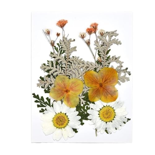 GAOJUDAF Trockengepresste Blumen for die Kunstherstellung, getrocknete Blumen for Basteln, getrocknete Blumenblätter, DIY-Set, 1 Stück(Yellow) von GAOJUDAF