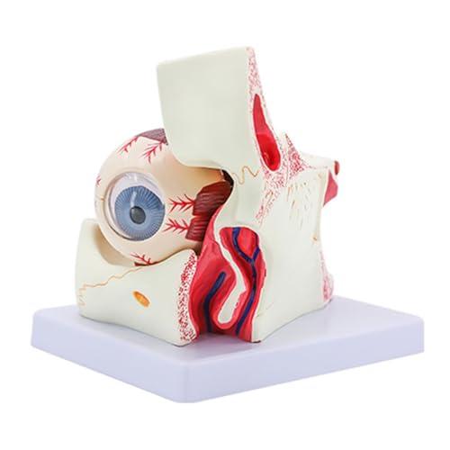 GAOSHA Augapfel Anatomie Modell für Augenerkrankungen Studie 6X Menschliches Auge Anatomie Modell Auge Anatomie Modell Menschliche Organe Lehre von GAOSHA