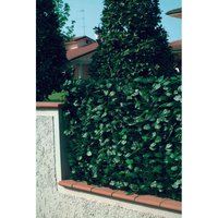Garden Friend - PVC-Zaun mit Lorbeerblättern h. 150 l. 300 von GARDEN FRIEND