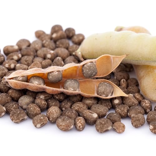 Lupine blau Samen Lupinus Gründüngung Düngelupinen Dünge-Lupine 2kg schnelles Wachstum, Bodenverbesserung, Tierfutter, Honigpflanze, hochwertige Samen Süßlupine von GARDENGURU