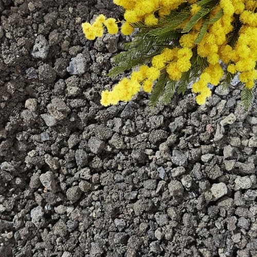 GARDENWISE Lavasteine für Pflanzen (1,9 cm Minus), natürliche schwarze Lavasteine, Sukkulenten und Terrarien, Vulkangestein, Drainage für Topfpflanzen, hergestellt in den USA (1 qt - 0,9 kg) von GARDENWISE