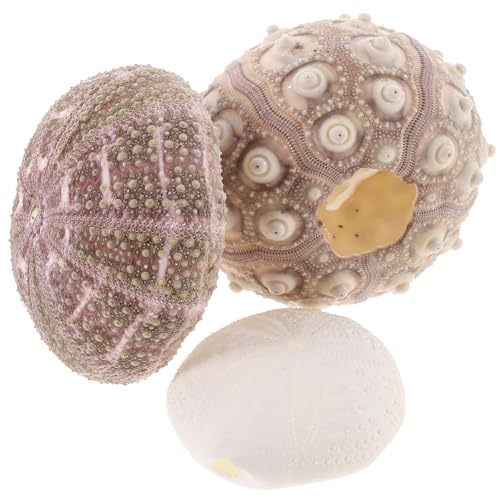 GARIOUANS 3 Stück Seeigel Schalen Pflanzgefäß für Luftpflanzen Natürliches DIY Tischdekor Glatte Kanten Vielseitige Meerwasser Dekoration für Wohnzimmer Schlafzimmer Geschenkidee von GARIOUANS