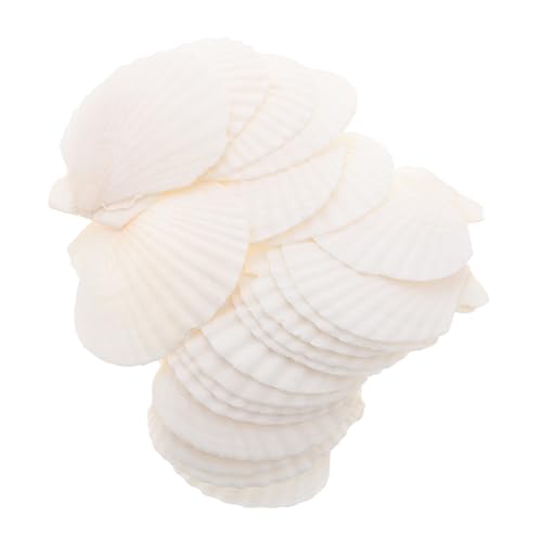 GARVALON 21 Stück Teiliges Set Natürliche Weiße Scallop Muscheln für DIY Bastelprojekte Heimdekoration Aquarium Landschaftsgestaltung Wiederverwendbare Natürliche Muschelverzierung von GARVALON