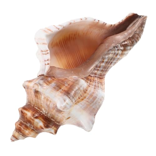 GARVALON Natürlicher Conch Shell Succulent Vase Kompakter Küsten Kaktus Blumentopf Atmungsaktives Material Pflegeleichter Desktop Bonsai für Büro Balkon Hausdekoration GARVALON Natürlicher Conch Shell Succulent Vase Kompakter Küsten Kaktus Blumentopf Atmungsaktives Material Pflegeleichter Desktop Bonsai für Büro Balkon Hausdekoration von GARVALON