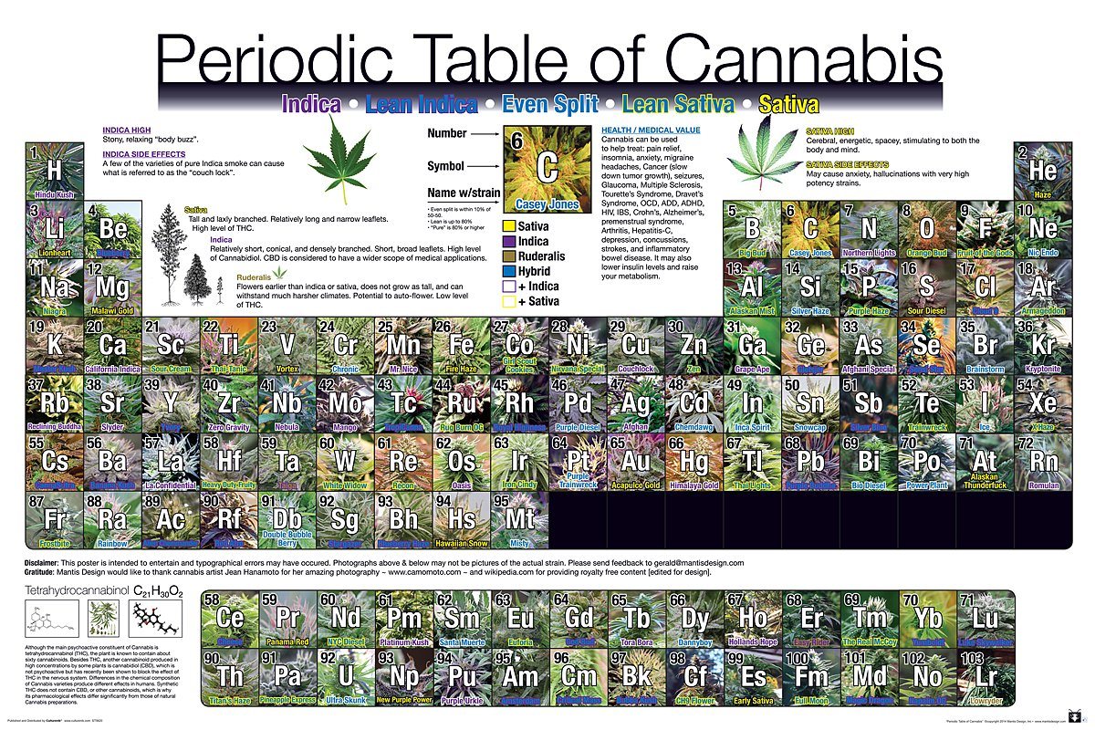 GB eye Poster Periodic Table Of Cannabis Periodensystem der Hanfsorten 91,5 x 61 cm von GB eye