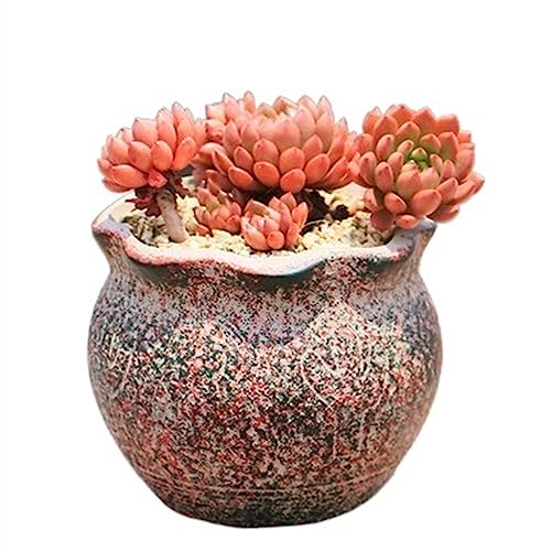 GDHKDDFL Dekorative Pflanzgefäße Sukkulenten Pflanzen Pflanzenanbau Einfache Pflanzgefäße Home Desktop Ornamente(Black) von GDHKDDFL